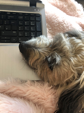 Dog laptop